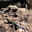 Blue-tailed sandveld lizard
