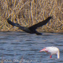 Cormorant; Cormorán Grande