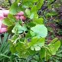 Red Mulberry