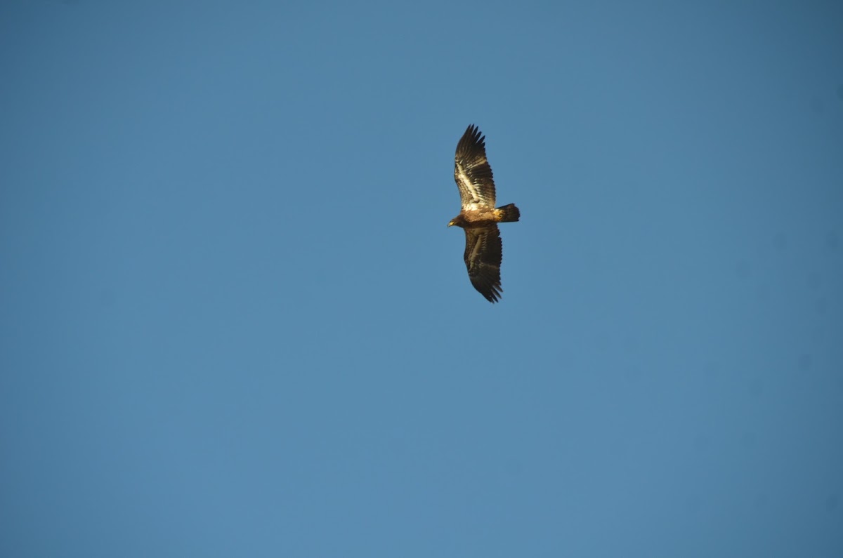 Immature Bald Eagle