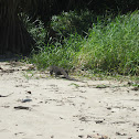 Goanna