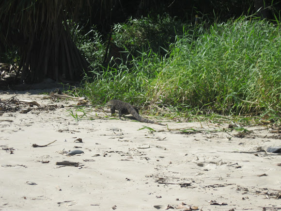 Spotting Image 1