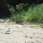 Goanna
