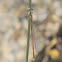 Orange featherleg