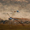 Slaty skimmer