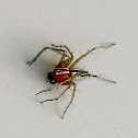 Lynx Spider