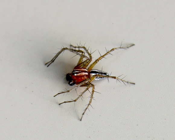 Spotting Image 1