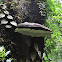shelf fungi