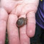 Snail