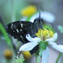 Unknown Skipper