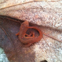 Red eft (red spotted newt)