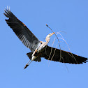 Great blue Heron