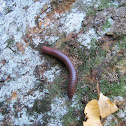 North American millipede