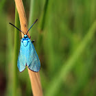 Satin-Green Forester - Zelenáček šťovíkový