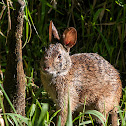 Marsh Rabbit