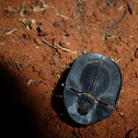 Pie-dish beetle