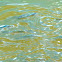 MosquitoFish