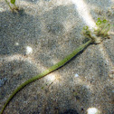 Aguja de laguna