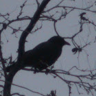 American Crow