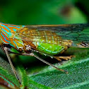 Plant Hopper