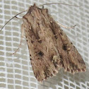 Moth