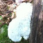 White Cheese Polypore -