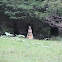 Swamp Wallaby