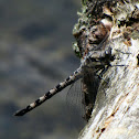 Gray Petaltail