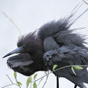 Little Blue Heron