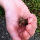 Toad