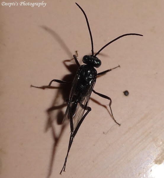 Ensign Wasp or Hatchet Wasp Project Noah