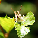 Common Field Grasshopper