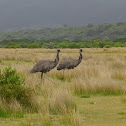 Emu