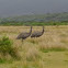 Emu