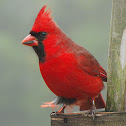 Northern Cardinal