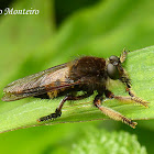 Bee-like Robber Fly