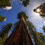 Looking upto giants by Glen Unsworth - Landscapes Forests