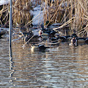 Wood Duck