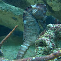 Seahorse