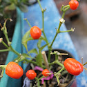 chile Habanero