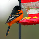 Baltimore Oriole