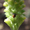 Orchid bee