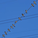 Tree Swallow