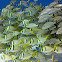Porkfish