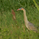Whistling Heron