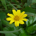 Bay Biscayne Creeping-oxeye