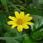 Bay Biscayne Creeping-oxeye