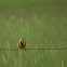 Western Meadowlark