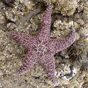 Seastar