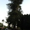 Redwood